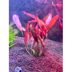 БАРКЛАЙЯ (КЛУБЕНЬ) ДЛИННОЛИСТНАЯ КРАСНАЯ - Barclaya longifolia 'Red' bulb