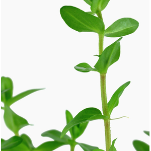 БАКОПА КАРОЛИНСКАЯ - Bacopa caroliniana