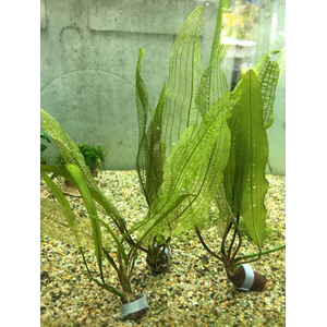 Апоногетон мадагаскарский (Aponogeton madagascariensis)