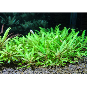 Гигрофила пиннатифида