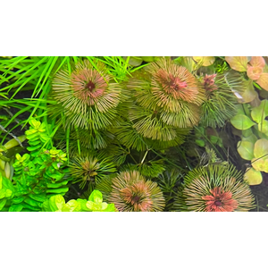 Кабомба водная красная (Cabomba furcata)