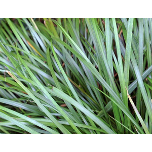 АКОРУС ГРАМИНЕУС - Acorus gramineus