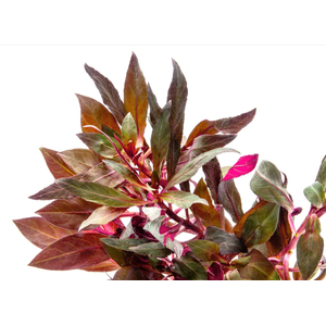 АЛЬТЕРНАНТЕРА РЕЙНЕКА - Alternanthera reineckii