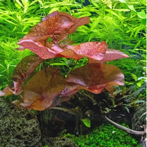 Нимфея красная (Nymphaea lotus «Red»)