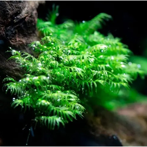 Мох Феникс (Fissidens fontanus)