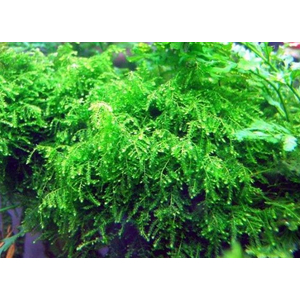 МОХ ВИПИНГ, плакучий - Vesicularia ferriei, Weeping Moss