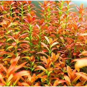 АММАНИЯ СУЛАВЕСИ - Ammania sp. Sulawesi