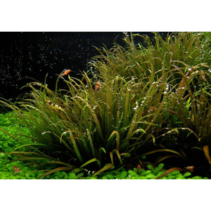 БЛИКСА ЯПОНСКАЯ - Blyxa japonica