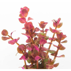 РОТАЛА МАКРАНДРА розовая мини - Rotala macrandra mini pink