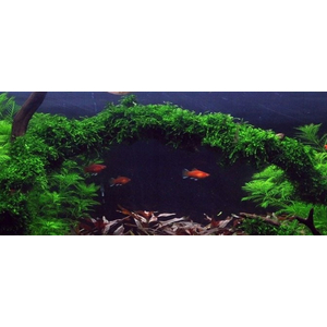 МОХ ВИПИНГ, плакучий - Vesicularia ferriei, Weeping Moss