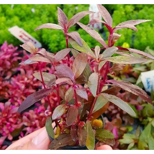 АЛЬТЕРНАНТЕРА СЕССИЛИС - Alternanthera sessilis