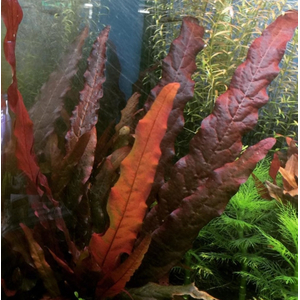 БАРКЛАЙЯ (КЛУБЕНЬ) ДЛИННОЛИСТНАЯ КРАСНАЯ - Barclaya longifolia 'Red' bulb