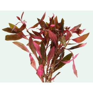 ЛЮДВИГИЯ ПЕРУАНСКАЯ (ДАЙМОНД) - Ludwigia peruensis diamond