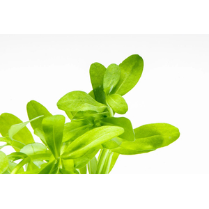 БАКОПА МАДАГАСКАРСКАЯ - Bacopa madagascariensis