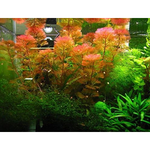 Кабомба водная красная (Cabomba furcata)