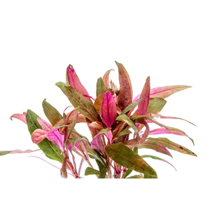 АЛЬТЕРНАНТЕРА РЕЙНЕКА - Alternanthera reineckiiАЛЬТЕРНАНТЕРА РЕЙНЕКА - Alternanthera reineckii