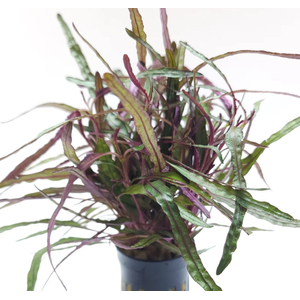 ХЕМИГРАФИС УЗКОЛИСТНЫЙ - Hemigraphis narrow