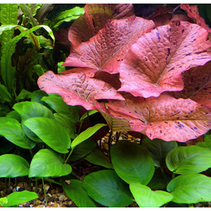 Нимфея красная (Nymphaea lotus «Red»)