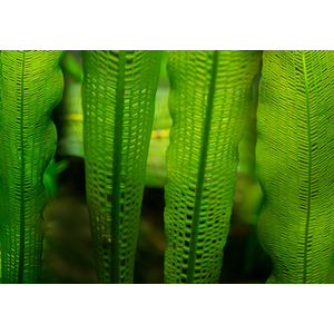 Апоногетон мадагаскарский (Aponogeton madagascariensis)