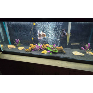 ХЕМИГРАФИС ШИРОКОЛИСТНЫЙ