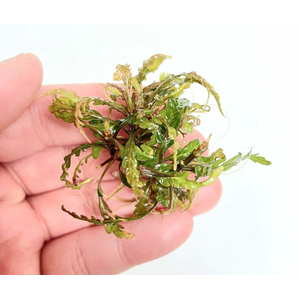 Гигрофила пиннатифида (Hygrophila pinnatifida)