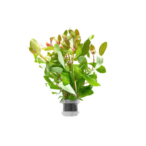 АММАНИЯ ИЗЯЩНАЯ - Ammania gracilis