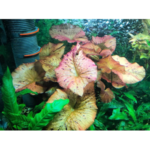 Нимфея красная (Nymphaea lotus «Red»)