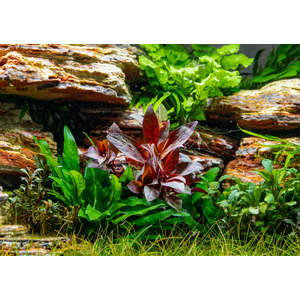 АЛЬТЕРНАНТЕРА РЕЙНЕКА - Alternanthera reineckii