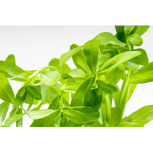 БАКОПА МАДАГАСКАРСКАЯ - Bacopa madagascariensis