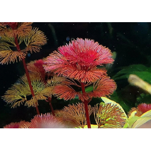 Кабомба водная красная (Cabomba furcata)