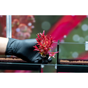 РОТАЛА МАКРАНДРА розовая мини - Rotala macrandra mini pink