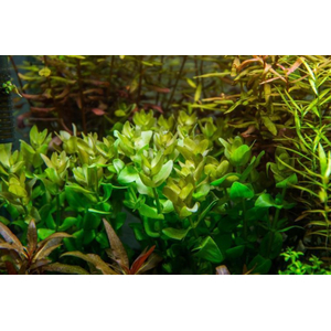 БАКОПА КАРОЛИНСКАЯ - Bacopa caroliniana