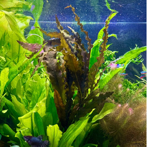 АПОНОГЕТОН КУРЧАВЫЙ - Aponogeton crispus