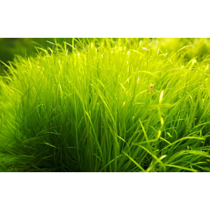 БЛИКСА ЯПОНСКАЯ - Blyxa japonica