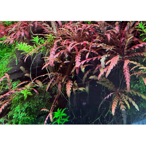 Гигрофила пиннатифида (Hygrophila pinnatifida)