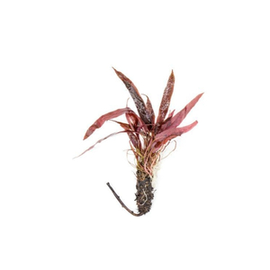 БАРКЛАЙЯ (КЛУБЕНЬ) ДЛИННОЛИСТНАЯ КРАСНАЯ - Barclaya longifolia 'Red' bulb