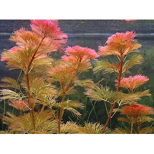 Кабомба водная красная (Cabomba furcata)