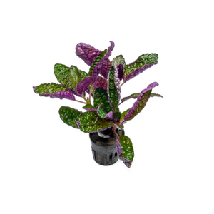 ХЕМИГРАФИС ЦВЕТНОЙ КОЛОРАТА - Hemigraphis colorata