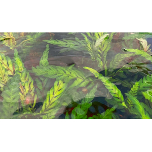 Гигрофила пиннатифида (Hygrophila pinnatifida)