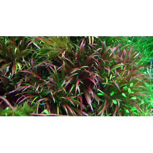 БЛИКСА ЯПОНСКАЯ - Blyxa japonica