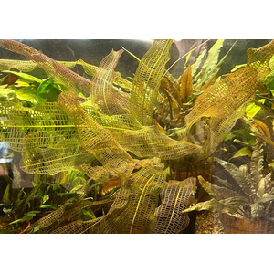 Апоногетон мадагаскарский (Aponogeton madagascariensis)