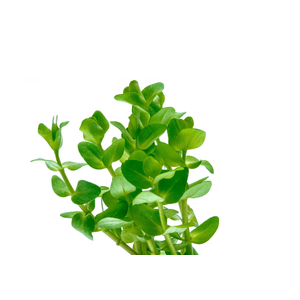 БАКОПА КАРОЛИНСКАЯ - Bacopa caroliniana