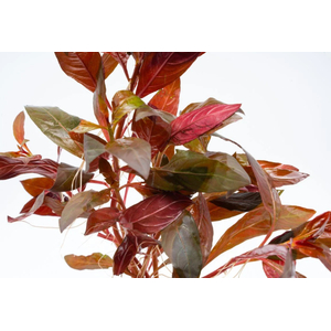 АЛЬТЕРНАНТЕРА РЕЙНЕКА - Alternanthera reineckii