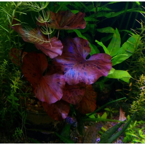 Нимфея красная (Nymphaea lotus «Red»)