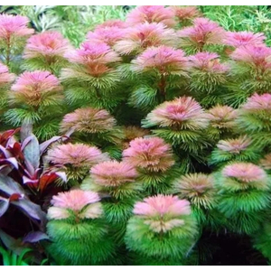 Кабомба водная красная (Cabomba furcata)