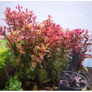 РОТАЛА МАКРАНДРА розовая мини - Rotala macrandra mini pink
