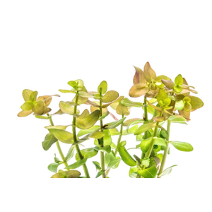 БАКОПА КАРОЛИНСКАЯ - Bacopa caroliniana