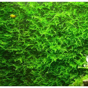 МОХ ТАЙВАНЬ - Taxiphyllum alternans