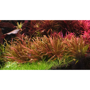 БЛИКСА ЯПОНСКАЯ - Blyxa japonica