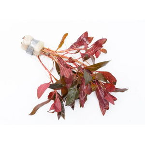 АЛЬТЕРНАНТЕРА РЕЙНЕКА - Alternanthera reineckii